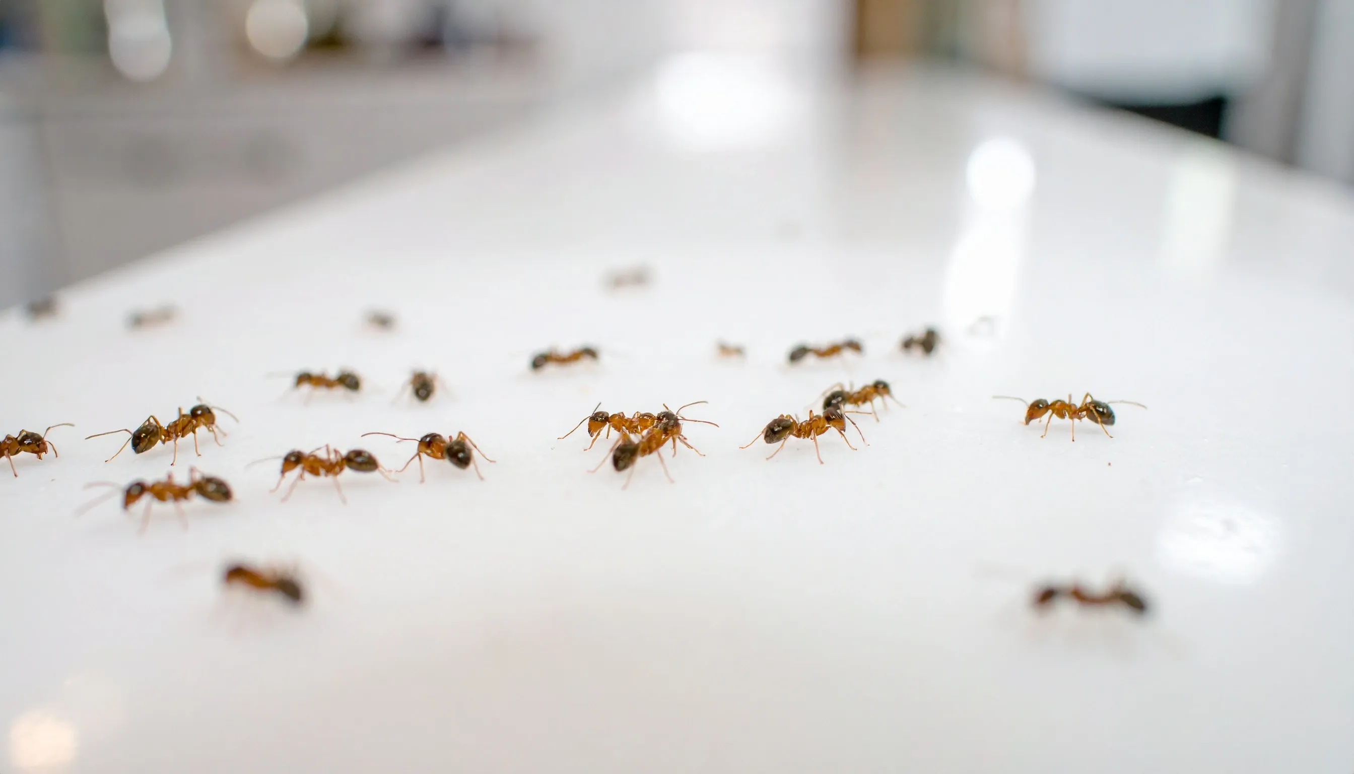 How to choose the right ant pest control service in Sydney