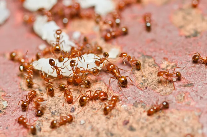 How to identify fire ants in Australia