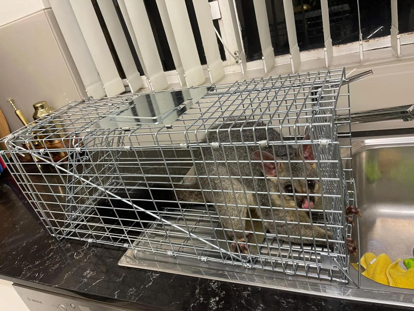 Possum removal in Australian Home