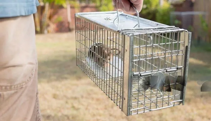 Rodent control Dural NSW