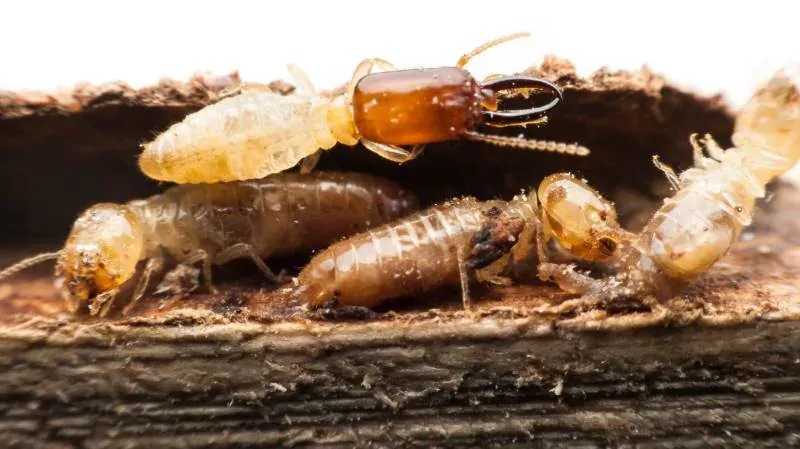 Termite control Dural NSW